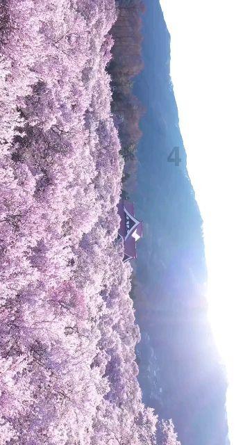 虫虫助手下载